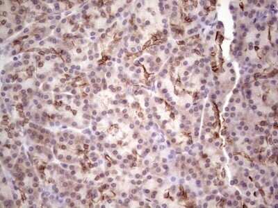 Immunohistochemistry: Laminin alpha 4 Antibody (OTI5G8) - Azide and BSA Free [NBP2-71113] - Analysis of Human pancreas tissue.