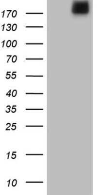 Western Blot: Laminin alpha 4 Antibody (OTI5G8) - Azide and BSA Free [NBP2-71113] - Analysis of HEK293T cells were transiently transfected with the pCMV6-ENTRY control (Left lane) or pCMV6-ENTRY Laminin alpha 4.