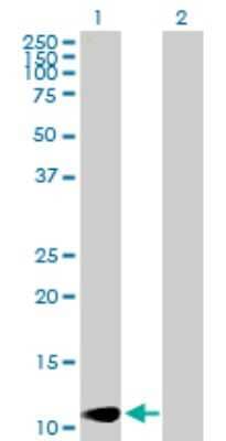 Western Blot: Laminin alpha 4 Antibody [H00003910-B02P] - Analysis of LAMA4 expression in transfected 293T cell line by LAMA4 polyclonal antibody.  Lane 1: LAMA4 transfected lysate(13.2 KDa). Lane 2: Non-transfected lysate.