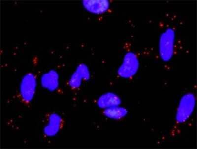 Proximity Ligation Assay: Laminin alpha 5 Antibody [H00003911-D01P] - Analysis of protein-protein interactions between LAMA5 and LAMC1. HeLa cells were stained with anti-LAMA5 rabbit purified polyclonal 1:1200 and anti-LAMC1 mouse monoclonal antibody 1:50. Each red dot represents the detection of protein-protein interaction complex, and nuclei were counterstained with DAPI (blue).