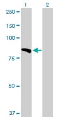 Western Blot: Laminin alpha 5 Antibody [H00003911-D01P] - Analysis of LAMA5 expression in transfected 293T cell line by LAMA5 polyclonal antibody.Lane 1: LAMA5 transfected lysate(74.00 KDa).Lane 2: Non-transfected lysate.