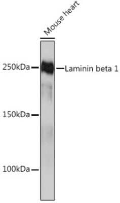 Western Blot: Laminin beta 1 Antibody (6I9T4) [NBP3-16392] - Western blot analysis of extracts of Mouse heart, using Laminin beta 1 Rabbit mAb (NBP3-16392) at 1:1000 dilution. Secondary antibody: HRP Goat Anti-Rabbit IgG (H+L) at 1:10000 dilution. Lysates/proteins: 25ug per lane. Blocking buffer: 3% nonfat dry milk in TBST. Detection: ECL Basic Kit. Exposure time: 10s.