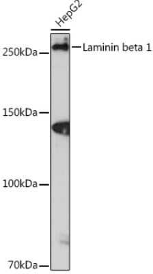 Western Blot: Laminin beta 1 Antibody (6I9T4) [NBP3-16392] - Western blot analysis of extracts of HepG2 cells, using Laminin beta 1 Rabbit mAb (NBP3-16392) at 1:1000 dilution. Secondary antibody: HRP Goat Anti-Rabbit IgG (H+L) at 1:10000 dilution. Lysates/proteins: 25ug per lane. Blocking buffer: 3% nonfat dry milk in TBST. Detection: ECL Enhanced Kit. Exposure time: 3min.