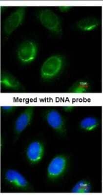 Immunocytochemistry/Immunofluorescence: Laminin beta 1 Antibody [NBP1-32043] - Paraformaldehyde-fixed HeLa, using antibody at 1:100 dilution.