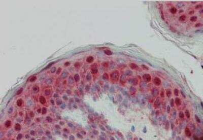 Immunohistochemistry: Laminin beta 1 Antibody [NB120-6571] - Tissue: Placenta. Fixation: formalin fixed paraffin embedded. Antigen retrieval: not required. Incubated at 5 ug/mL for 1 h at RT.