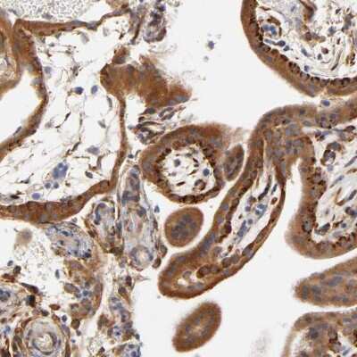 Immunohistochemistry-Paraffin: Laminin beta 1 Antibody [NBP1-88073] - Staining of human placenta shows high expression.