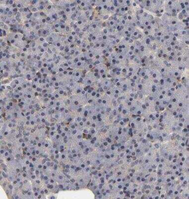 Immunohistochemistry-Paraffin: Laminin beta 1 Antibody [NBP1-88074] - Staining of human pancreas shows no cytoplasmic positivity in exocrine glandular cells as expected.