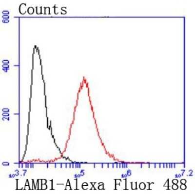 Flow Cytometry: Laminin beta 1 Antibody (JM099-03) [NBP2-66926] - Analysis of A431 cells with Laminin beta 1 antibody at 1/50 dilution (red) compared with an unlabelled control (cells without incubation with primary antibody; black). Alexa Fluor 488-conjugated goat anti rabbit IgG was used as the secondary antibody.