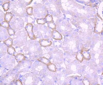 Immunohistochemistry-Paraffin: Laminin beta 1 Antibody (JM099-03) [NBP2-66926] - Analysis of paraffin-embedded mouse kidney tissue using anti-Laminin beta 1 antibody. Counter stained with hematoxylin.
