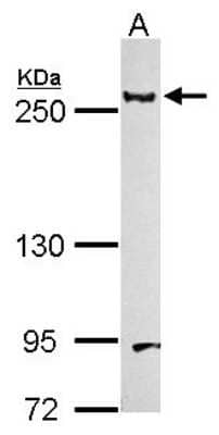 Western Blot: Laminin beta 1 Antibody [NBP1-32043] - Sample (30 ug of whole cell lysate) A: NIH-3T3 5% SDS PAGE; antibody diluted at 1:1000.