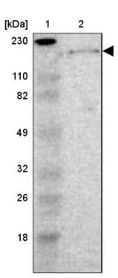 <b>Orthogonal Strategies Validation. </b>Western Blot: Laminin beta 1 Antibody [NBP1-88073] - Lane 1: Marker  [kDa] 230, 110, 82, 49, 32, 26, 18.   Lane 2: Human cell line RT-4