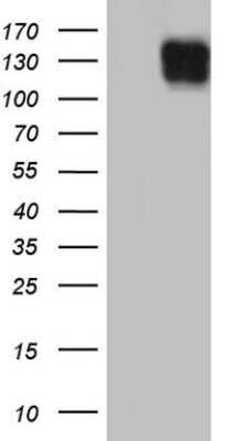 Western Blot: Laminin beta 3 Antibody (OTI8H5) - Azide and BSA Free [NBP2-71116] - Analysis of HEK293T cells were transfected with the pCMV6-ENTRY control (Left lane) or pCMV6-ENTRY Laminin beta 3.