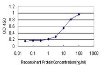 Sandwich ELISA: Laminin gamma 1 Antibody (2E6-B4) [H00003915-M01] - Detection limit for recombinant GST tagged LAMC1 is approximately 0.3ng/ml as a capture antibody.