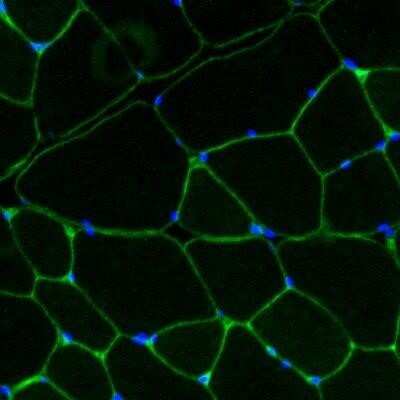 Immunohistochemistry-Frozen: Laminin gamma 1 Antibody (A5) - IHC-Prediluted [NBP2-48357] - Bovine frozen skeletal muscle section was fixed in 4% PFA for 5 min and stained with anti-laminin antibody (NBP2-44751) overnight at 4 C and then stained with a goat anti-rat-Alexa Fluor 488 secondary antibody (green) for 1 hour at room temperature. Section was then mounted in a mounting medium containing Dapi (blue). Image from verified customer review.