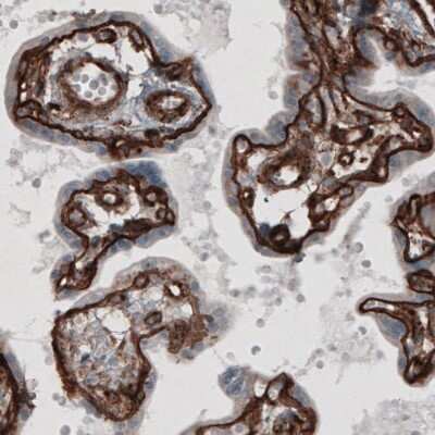 Immunohistochemistry-Paraffin: Laminin gamma 1 Antibody (CL3196) [NBP2-42395] - Staining of human placenta shows strong immunoreactivity in basement membrane of trophoblast and in endothelium.