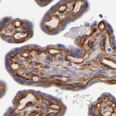 Immunohistochemistry-Paraffin: Laminin gamma 1 Antibody [NBP1-87718] - Staining of human placenta using Anti-LAMC1 antibody NBP1-87718.