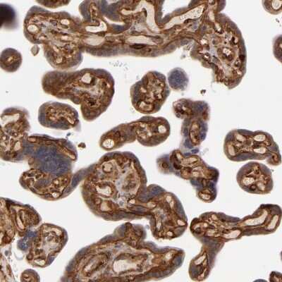 Immunohistochemistry-Paraffin: Laminin gamma 1 Antibody [NBP1-87719] - Staining of human placenta shows high expression.