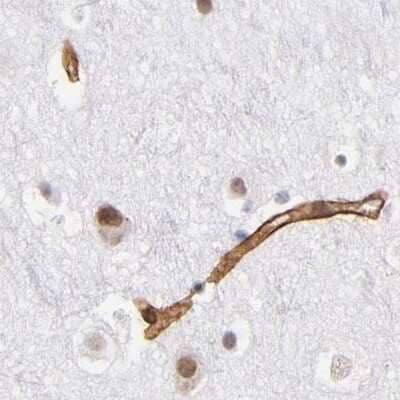 Immunohistochemistry-Paraffin: Laminin gamma 1 Antibody [NBP1-87719] - Staining of human cerebral cortex.