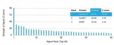 Protein Array: Laminin gamma 1 Antibody (LAMC1/3162) [NBP3-13957] - Analysis of Protein Array containing more than 19,000 full-length human proteins using Laminin gamma 1 Antibody (LAMC1/3162).