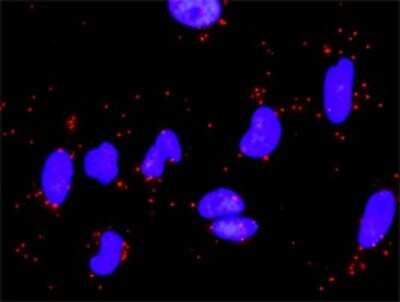 Proximity Ligation Assay: Laminin gamma 1 Antibody (M1) [H00003915-M03] - Analysis of protein-protein interactions between LAMA5 and LAMC1. HeLa cells were stained with anti-LAMA5 rabbit purified polyclonal 1:1200 and anti-LAMC1 mouse monoclonal antibody 1:50. Each red dot represents the detection of protein-protein interaction
