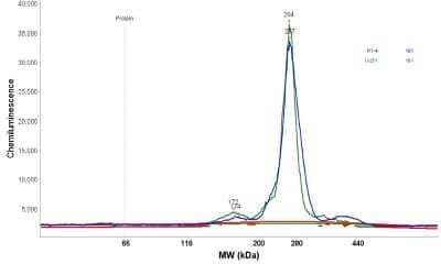 Simple Western: Laminin gamma 1 Antibody [NBP1-87718] - Electropherogram image(s) of corresponding Simple Western lane view. Laminin gamma 1 antibody was used at 1:20 dilution on RT-4 and U-251MG sp lysates(s).