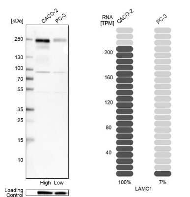 <b>Orthogonal Strategies Validation. </b>Western Blot: Laminin gamma 1 Antibody [NBP1-87718] - Analysis in human cell line CACO-2 and human cell line PC-3.