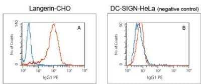 Flow Cytometry: Langerin/CD207 Antibody (310F7.02) [PE] [DDX0361PE] - Intracellular flow analysis of Langerin in stably transfected CHO cells (A) or DC-SIGN in stably transfected HeLa cells (negative control) (B) using antibody at 1ug/ml. Blue histogram in both panels represents isotype control, red histogram is anti-Langerin. Total viable cells were used for analysis