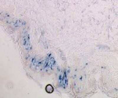 Immunohistochemistry: Langerin/CD207 Antibody (DCGM4/122D5) [Alexa Fluor (R) 546] [DDX0363A546-100] - Staining of human skin frozen section.