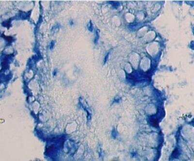 Immunohistochemistry-Paraffin: Langerin associated lectin Antibody (109B8.02) [DDX0350P-100] - Gut