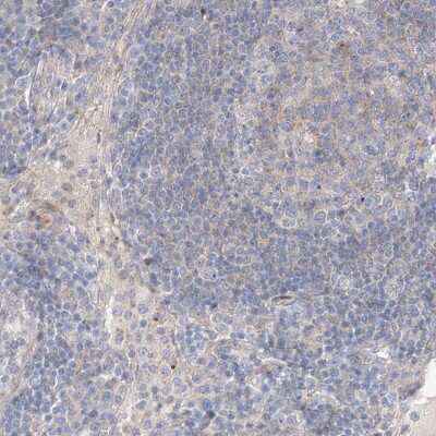 Immunohistochemistry-Paraffin Lano Antibody