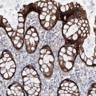 Immunohistochemistry-Paraffin Lano Antibody