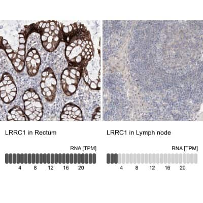 Immunohistochemistry-Paraffin Lano Antibody