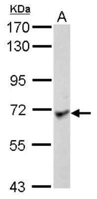 Western Blot: Lano Antibody [NBP2-19332] - Sample (30 ug of whole cell lysate) A: HCT116 7. 5% SDS PAGE gel, diluted at 1:1000.