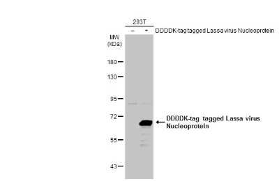 Western Blot: Lassa virus Nucleoprotein Antibody [NBP3-13430] - Non-transfected (-) and transfected (+) 293T whole cell extracts (30 ug) were separated by 7.5% SDS-PAGE, and the membrane was blotted with Lassa virus Nucleoprotein antibody (NBP3-13430) diluted at 1:5000. The HRP-conjugated anti-rabbit IgG antibody (NBP2-19301) was used to detect the primary antibody.