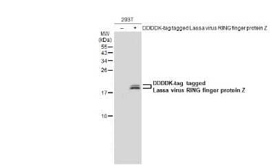 Western Blot: Lassa virus RING finger protein Z Antibody [NBP3-13427] - Non-transfected (-) and transfected (+) 293T whole cell extracts (30 ug) were separated by 15% SDS-PAGE, and the membrane was blotted with Lassa virus RING finger protein Z antibody (NBP3-13427) diluted at 1:5000. The HRP-conjugated anti-rabbit IgG antibody (NBP2-19301) was used to detect the primary antibody.
