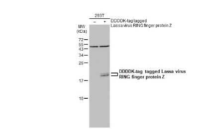 Western Blot: Lassa virus RING finger protein Z Antibody [NBP3-13431] - Non-transfected (-) and transfected (+) 293T whole cell extracts (30 ug) were separated by 15% SDS-PAGE, and the membrane was blotted with Lassa virus RING finger protein Z antibody (NBP3-13431) diluted at 1:5000. The HRP-conjugated anti-rabbit IgG antibody (NBP2-19301) was used to detect the primary antibody.