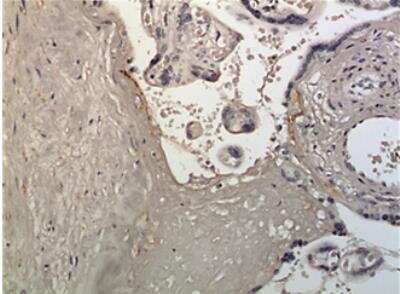 Immunohistochemistry-Paraffin Latent TGF-beta bp1 Antibody (MM0447-5L38) - Azide and BSA Free