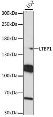 Western Blot: Latent TGF-beta bp1 Antibody [NBP3-03429] - Analysis of extracts of LO2 cells, using Latent TGF-beta bp1 antibody at 1:1000 dilution. Secondary antibody: HRP Goat Anti-Rabbit IgG (H+L) at 1:10000 dilution. Lysates/proteins: 25ug per lane. Blocking buffer: 3% nonfat dry milk in TBST. Detection: ECL Basic Kit.