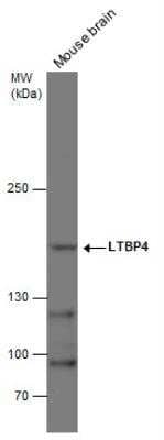 Western Blot Latent TGF-beta bp4 Antibody