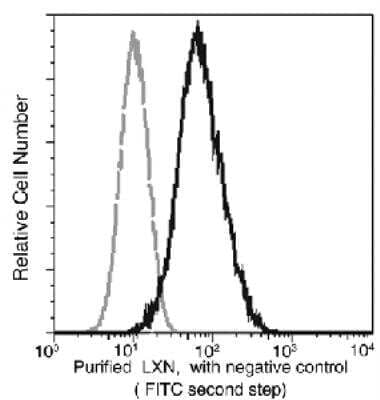 Flow Cytometry: Latexin Antibody (02) [NBP3-06086] - Human LXN expression in MCF-7 cells. The cells were treated according to manufacturer's manual (BD Pharmingen (TM) ), and stained with Purified Mouse anti-LXN, then a FITC-conjugated second step antibody. The fluorescence histograms were derived from gated events with the forward and side light-scatter characteristics of intact cells.