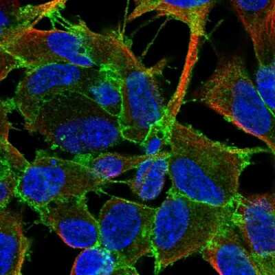 Immunocytochemistry/Immunofluorescence: Latrophilin 2/LPHN2 Antibody [NBP2-58704] - Staining of human cell line SH-SY5Y shows localization to plasma membrane & cell junctions. Antibody staining is shown in green.