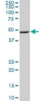 Western Blot: Layilin Antibody [H00143903-B01P] - Analysis of LAYN expression in human liver.