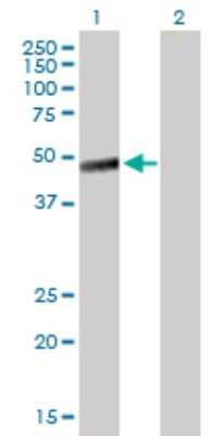 Western Blot: Layilin Antibody [H00143903-B01P] - Analysis of LAYN expression in transfected 293T cell line by LAYN polyclonal antibody.  Lane 1: LAYN transfected lysate(41.14 KDa). Lane 2: Non-transfected lysate.