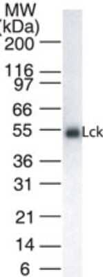 Western Blot: Lck Antibody (33D196) - Azide and BSA Free [NBP2-80832] - Analysis for Lck using NB100-56678 at 1:1000 dilution against 20 ug/lane of Jurkat cell lysate. Image from the standard format of this antibody.