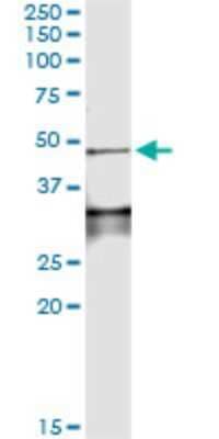 Immunoprecipitation: Lefty-1 Antibody (4D7) [H00010637-M01] - Analysis of LEFTY1 transfected lysate using anti-LEFTY1 monoclonal antibody and Protein A Magnetic Bead, and immunoblotted with LEFTY1 MaxPab rabbit polyclonal antibody.