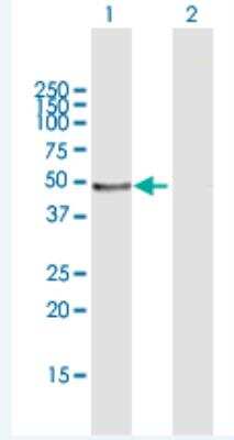 Western Blot: Lefty-1 Antibody [H00010637-B01P-50ug] - Analysis of LEFTY1 expression in transfected 293T cell line (H00010637-T01) by LEFTY1 MaxPab polyclonal antibody.  Lane1:LEFTY1 transfected lysate(40.26 KDa). Lane2:Non-transfected lysate.