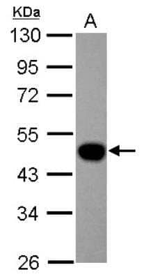 Western Blot: Lefty-1 Antibody [NBP2-19345] - Sample (30 ug of whole cell lysate) A: Hep G2 10% SDS PAGE gel, diluted at 1:1000.