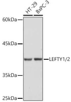 Western Blot: Lefty1/2 Antibody (2Y10P2) [NBP3-16118] - Western blot analysis of extracts of various cell lines, using Lefty1/2 Rabbit mAb (NBP3-16118) at 1:1000 dilution. Secondary antibody: HRP Goat Anti-Rabbit IgG (H+L) at 1:10000 dilution. Lysates/proteins: 25ug per lane. Blocking buffer: 3% nonfat dry milk in TBST. Detection: ECL Basic Kit. Exposure time: 1s.