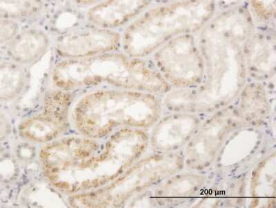 Immunohistochemistry-Paraffin: Legumain/Asparaginyl Endopeptidase Antibody [H00005641-B01P] - Analysis of purified antibody to LGMN on formalin-fixed paraffin-embedded human kidney. (antibody concentration 3 ug/ml)