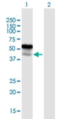 Western Blot: Legumain/Asparaginyl Endopeptidase Antibody [H00005641-B01P] - Analysis of LGMN expression in transfected 293T cell line by LGMN polyclonal antibody.  Lane 1: LGMN transfected lysate(47.63 KDa). Lane 2: Non-transfected lysate.